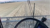 In the wheat! Harvest 2022