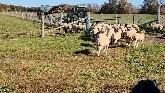 Sheep Farming: Thanksgiving On The Farm