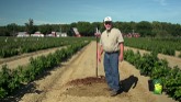 How to Plant Blueberries by Nourse Farms.