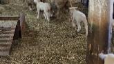 Sheep Farming: Moving Bottle Lambs