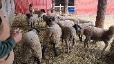 Sheep Farming: Checking The Sheep