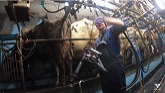 WE ARE DOING IT !! MILKING COWS !!!