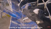 Modern Cow Dairy Farming - Cow Milkin...