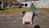 Sheep Farming: Barn Updates!