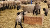 Sheep Farming At Ewetopia Farms: Lambs Heading To Nova Scotia Soon|Vlog 024|2022