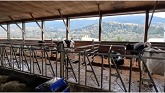 Beautiful 100 Cow Dairy Located in t...