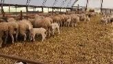 Sheep Farming: Every Day Is A Learnin...