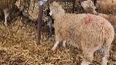 Sheep Farming: How We Feed Our Sheep