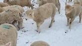 Sheep Farming: Laying Down The Straw ...