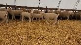 Sheep Farming: Random Happenings On T...