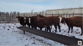 Some more new cows and the pens in t...