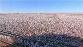 The start of cotton harvest 2022