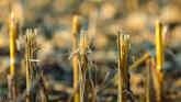 Is Crop Residue A Good Hay Source?