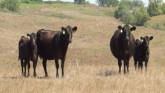 Preserving Grasslands for Cattle and ...