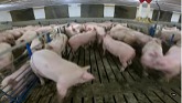 Pig Farm Repairs