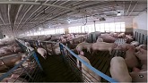 Loading Feeder Pigs