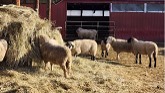 Sheep Farming: Cold Weather Farming!