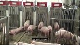 Healthy, happy hogs: Precision Feedin...