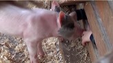 CUTE BABY PIGS / SPECIAL MOMENTS / LO...