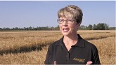 Better Malt Better Barley: Pre-harvest in Westlock, AB
