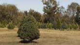 Wonderland Christmas Tree Farm | Mart...