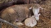 Sheep Farming: Tubing Lambs