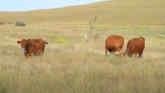 Protecting Grasslands from Woody Plan...