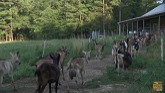 North Carolina Goat Farm - America