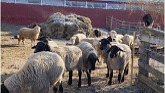 Sheep Farming: Lambs Everywhere!