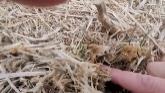 Cover Crop Update 12/28/22. What do they look like after the -40°F wind chill BOMB CYCLONE