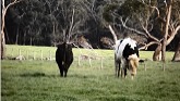 Dairy bulls threat displays - what to look out for.