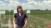 How to scout and manage sclerotinia stem rot