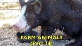 FARM ANIMALS (Part 34) Babies, Toddlers, Preschool, K-3