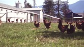 BC Egg - Organic Barn Tour