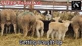 Sheep Farming: Getting Caught Up