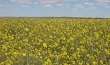 Wheat Producers Eye Canola In Crop Ro...