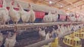 Chickens and Soybeans - What do they ...