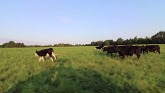 A Day In the Life of A Cattle Farme...