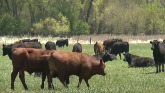 Opportunity Ahead For Cattle Producer