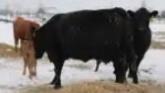How Do Cows Survive the Winter?