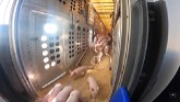 New Batch Of Baby Piglets