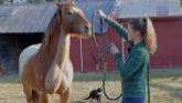 Easy Tricks to Teach Your Horse