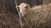Georgia Sheep Dog Herocially Saves Flock From A Dozen Coyotees