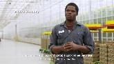 Seasonal workers in Ontario greenhouses