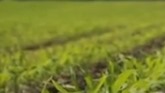 Corteva introduces Kyro, Resicore XL corn herbicides for 2023