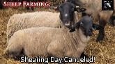 Sheep Farming: Let