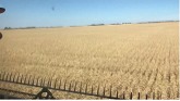 A Saskatchewan Wheat Harvest