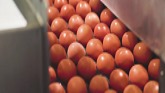How Eggs Are Graded: Inside A Gradin...