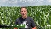 Fungicide Applications: When You Should Spray Your Corn