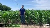 Corn Fungicide Applications: 3 Benefits for Your Crops